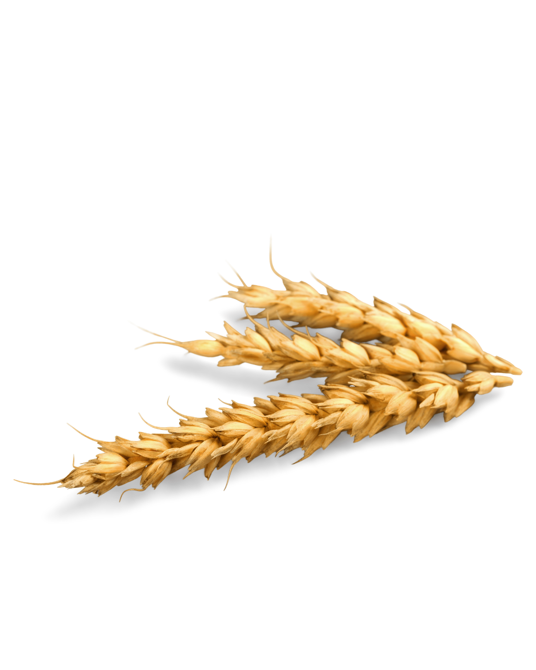 Blé