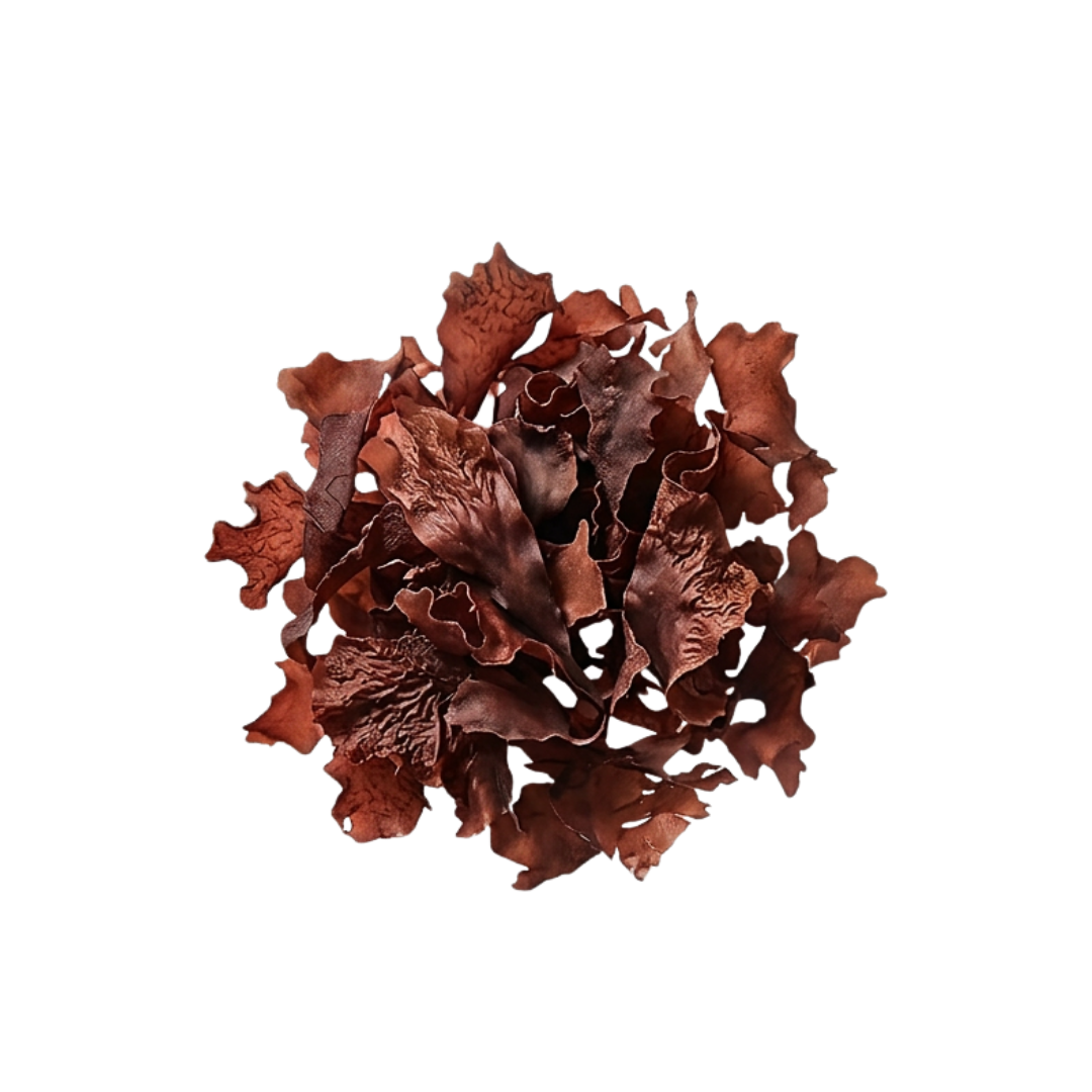 Algue Rouge
